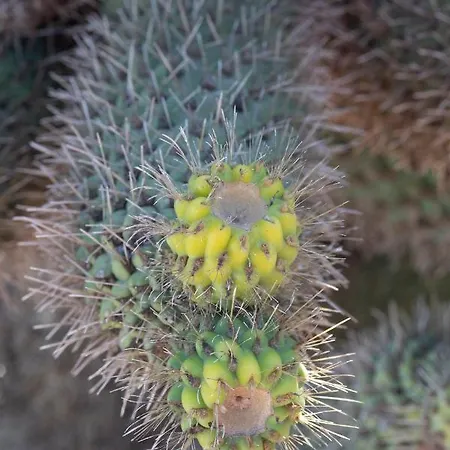 Vakantiehuis Casa Uva *