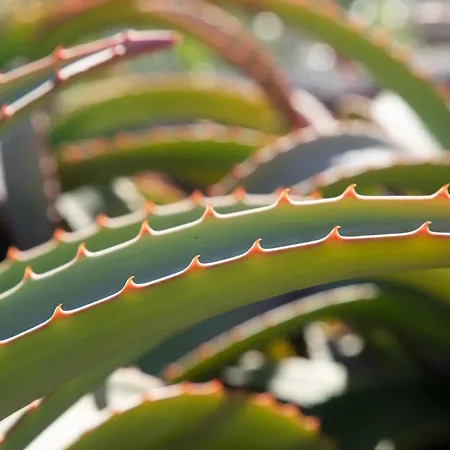 Vakantiehuis Casa Uva *